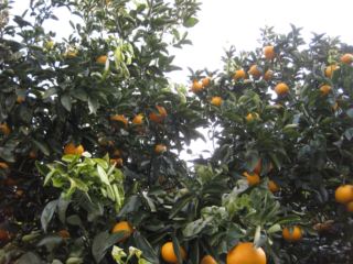 IMG_4758_R.JPG